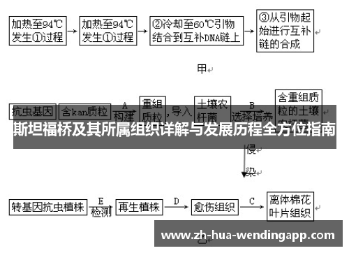 斯坦福桥及其所属组织详解与发展历程全方位指南